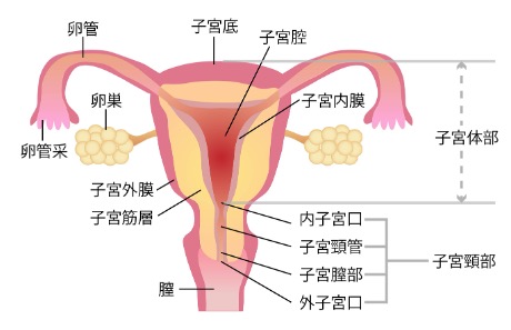 子宮の各部位