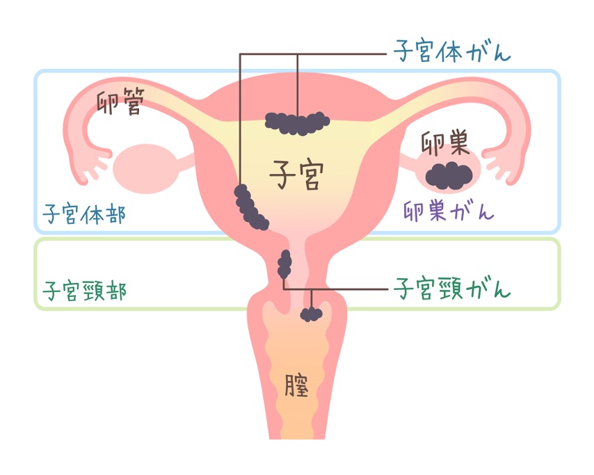 がんのできる場所
                    